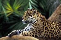 In de regenwouden is ook de Jaguar van de partij!